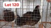 2 X Black Orpington Rooster & Hen Phillip Van Niekerk (Per animal to take the lot)