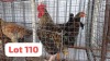 2 X Potch Koekoe Rooster & Hen Letsogile Dithothi (Per animal to take the lot)