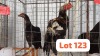 2 X Aseel Rooster & Hen Tholo Holdings (Per animal to take the lot)