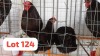 3 X Easter Egger Rooster & Hen JFM (Per animal to take the lot)