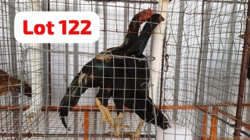 2 X Aseel Rooster & Hen Tholo Holdings (Per animal to take the lot)