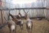 6 X BLESBOK/BLESBUCK MBWB1 (PER STUK OM LOT TE NEEM)
