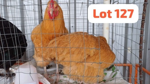 2 X Buff Orpington Rooster & Hen JFM (Per animal to take the lot)
