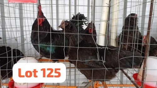 3 X Easter Egger Rooster & Hen JFM (Per animal to take the lot)