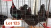 3 X Easter Egger Rooster & Hen JFM (Per animal to take the lot)