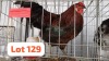 1 X Red Easter Egger Rooster JFM