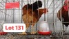 1 X Tswana Rooster JFM