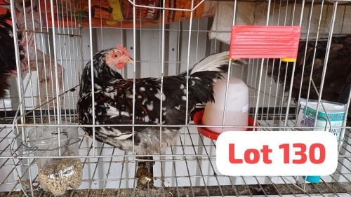 1 X Tswana Rooster JFM