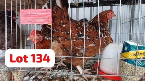 2 X Boshveld Hen JFM (Per animal to take the lot)