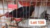 1 X Easter Egger Rooster JFM
