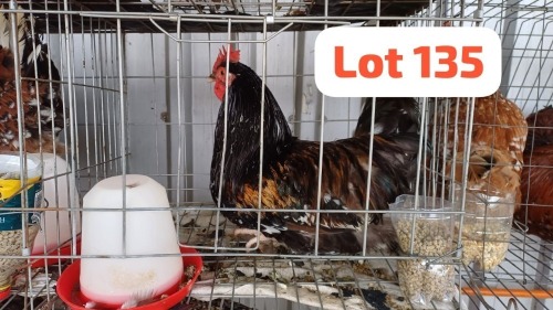1 X Boshveld Rooster JFM