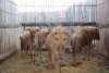 4 X GOUE WILDEBEES/GOLDEN WILDEBEEST WISSEKERKE (PER STUK OM LOT TE NEEM)