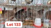 3 X Lavender Easter Egger Rooster & Hen JFM (Per animal to take the lot)