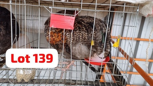 1 X Easter Egger X Rooster JFM