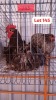 3 X Blue Orpington Rooster & Hen Done Right (Desmond Lunga) (Per animal to take the lot)