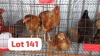 3 X Brahma Rooster & Hen Letsogile Dithothi (Per animal to take the lot)