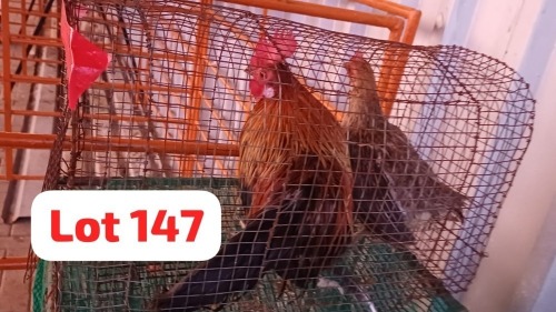 1 X Dutch Bantam Rooster & Hen Done Right (Desmond Lunga)