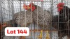 2 X Potch Koekoe Rooster Letsogile Dithothi (Per animal to take the lot)