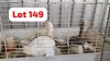 2 X Geese Gender & Hen NJV (Per animal to take the lot)