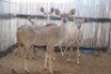 4 X ROOIBOK/IMPALA RIETFONTEIN W/D (PER STUK OM LOT TE NEEM)