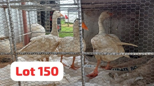 3 X Geese Tom & Hen Done Right (Desmond Lunga) (Per animal to take the lot)