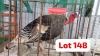 1 X Turkey Tom NJV