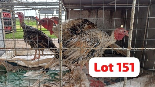 4 X Turkey Tom & Hen Done Right (Desmond Lunga) (Per animal to take the lot)