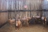 8 X BLESBOK/BLESBUCK MBWB1 (PER STUK OM LOT TE NEEM)