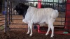 1 X BLACK HEAD PERSIE RAM FRANSCOIS BOUWER