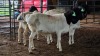 3 X BLACK HEAD PERSIE RAM FRANSCOIS BOUWER (Per animal to take the lot)