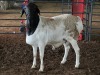 1 X BLACK HEAD PERSIE HAMEL FRANSCOIS BOUWER