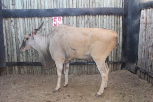 1 X ELAND BOERGEES (PER STUK OM LOT TE NEEM)