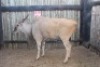 1 X ELAND BOERGEES (PER STUK OM LOT TE NEEM)