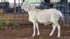 1 X VAN ROOY HAMEL FRANSCOIS BOUWER
