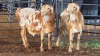 2 X RED SKILDER PERSIE RAM FRANSCOIS BOUWER (Per animal to take the lot)