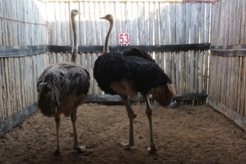 2 X VOLSTRUIS/OSTRICH MBWB1 (PER STUK OM LOT TE NEEM)