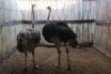 2 X VOLSTRUIS/OSTRICH MBWB1 (PER STUK OM LOT TE NEEM)