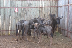 6 X BLOUWILDEBEES/ BLUE WILDEBEEST RIETFONTEIN W/D (PER STUK OM LOT TE NEEM)