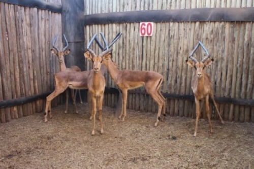 5 X ROOIBOK/IMPALA RIETFONTEIN W/D (PER STUK OM LOT TE NEEM)