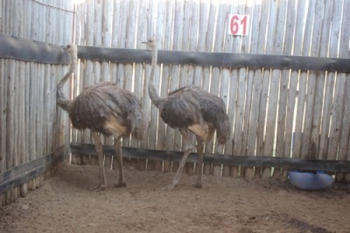 2 X VOLSTRUIS/OSTRICH KROMELLENBOOG (PER STUK OM LOT TE NEEM)