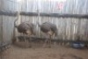 2 X VOLSTRUIS/OSTRICH KROMELLENBOOG (PER STUK OM LOT TE NEEM)