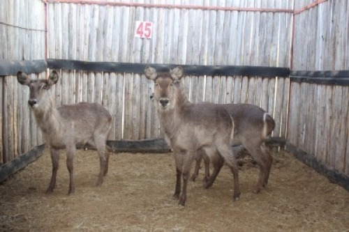 4 X WATERBOK/WATERBUCK RIETFONTEIN W/D (PER STUK OM LOT TE NEEM)
