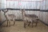 4 X WATERBOK/WATERBUCK RIETFONTEIN W/D (PER STUK OM LOT TE NEEM)
