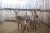 4 X WATERBOK/WATERBUCK RIETFONTEIN W/D (PER STUK OM LOT TE NEEM) - 2