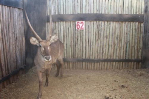 1 X WATERBOK/WATERBUCK RIETFONTEIN W/D