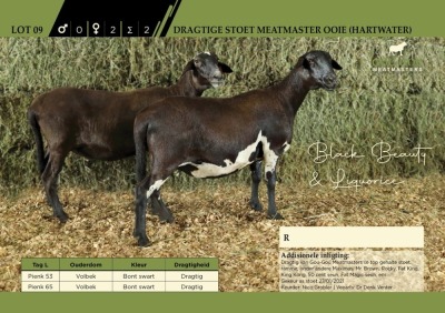 2 x Dragtige Stoet Meatmaster Ooie (Hartwater)