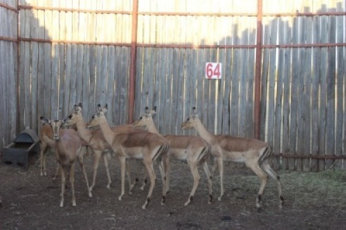 7 X ROOIBOK/IMPALA SUPREME (PER STUK OM LOT TE NEEM)