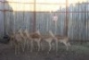 7 X ROOIBOK/IMPALA SUPREME (PER STUK OM LOT TE NEEM)