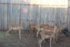 7 X ROOIBOK/IMPALA SUPREME (PER STUK OM LOT TE NEEM)