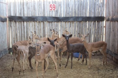 10 X ROOIBOK/IMPALA BOERGEES (PER STUK OM LOT TE NEEM)